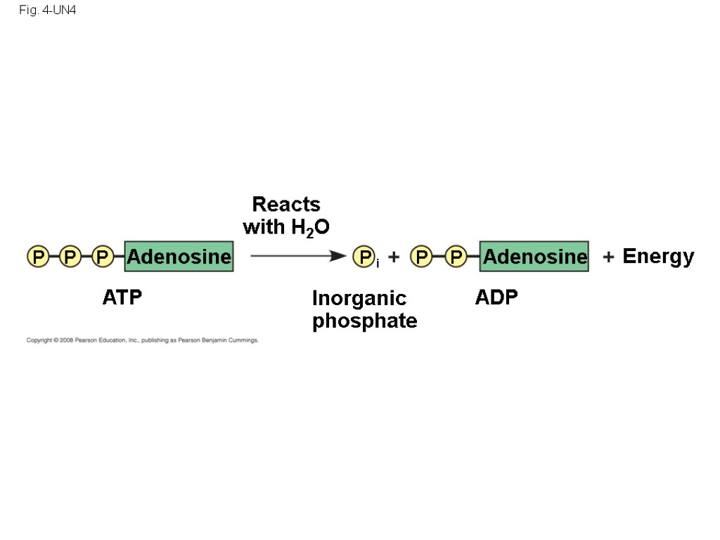 Fig. 4-UN4 P P P P i P P Adenosine Adenosine Energy ADP ATP